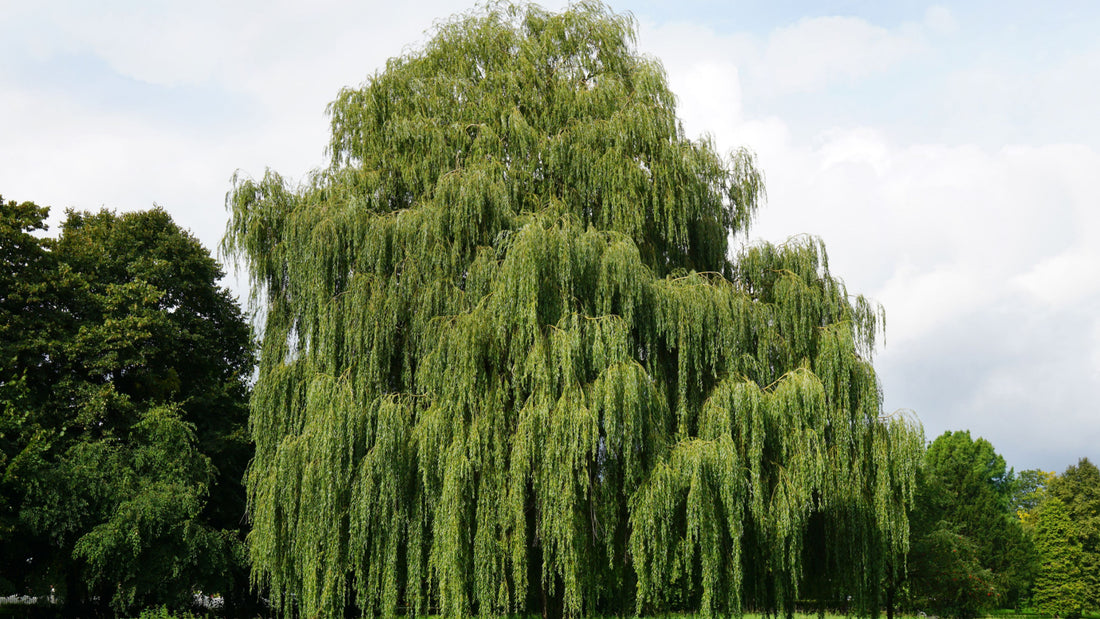 Weeping Willows