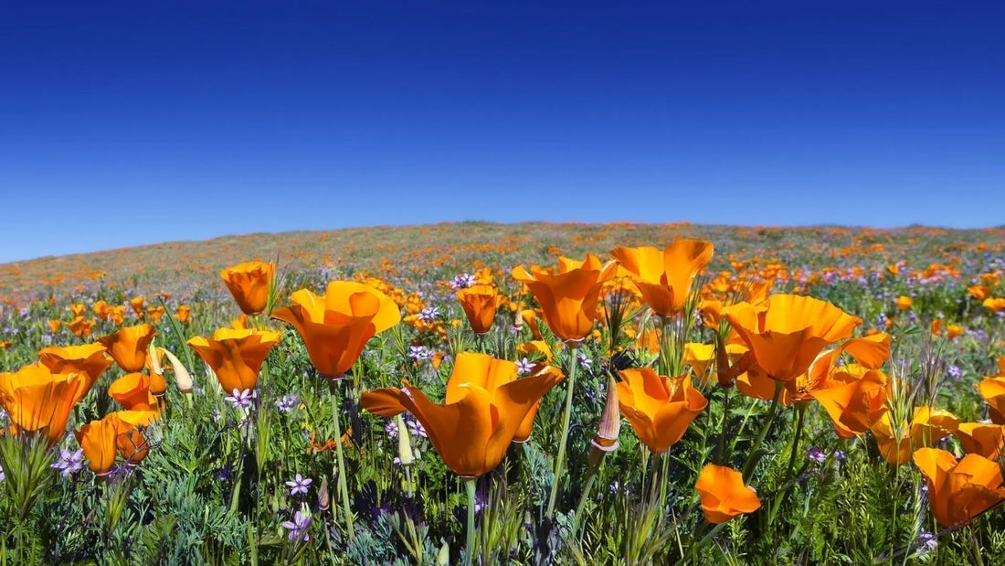 Vibrant golden poppy field with orange blooms, green stems, purple flowers, blue sky