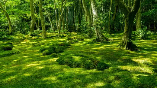 Lush emerald moss carpet in elderberry wisteria forest landscape