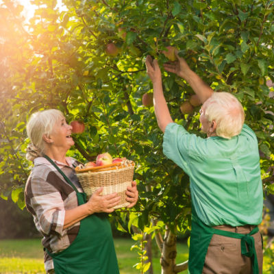 Planting Fruit Trees