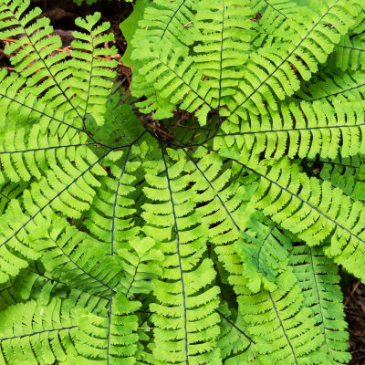 The Easy To Tend Maidenhair Fern