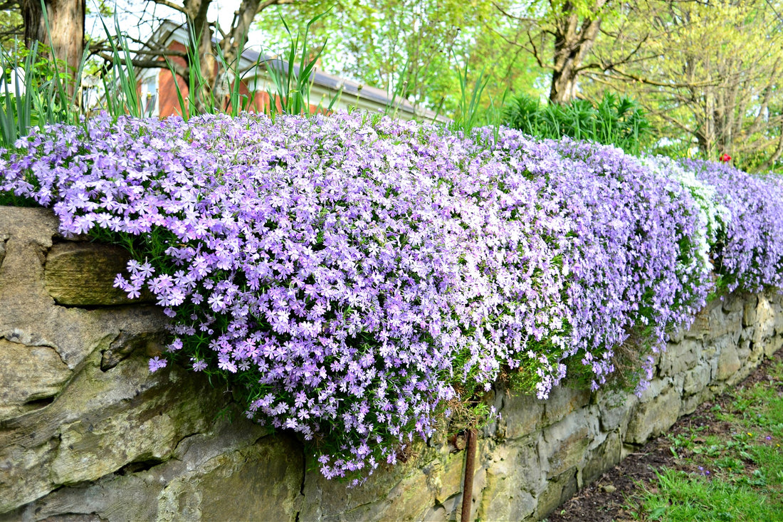 Creeping Phlox