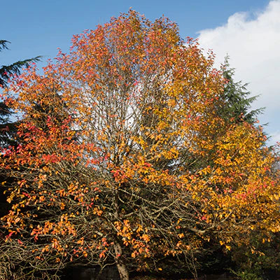 Understanding the Varieties of the Black Gum Tree