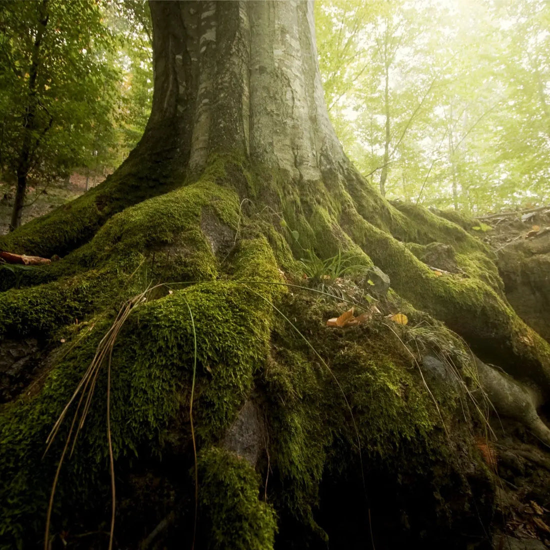 Massive tree trunk with moss-covered roots in shady landscape