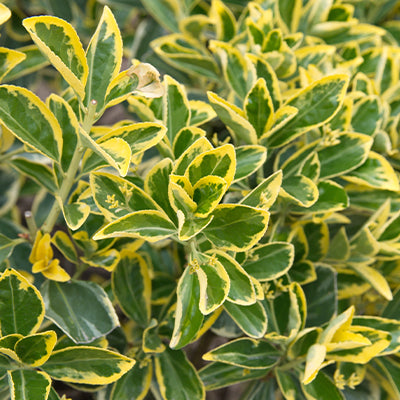 Wintercreeper Euonymus: A Hardy and Drought-Tolerant Plant for Your Ho