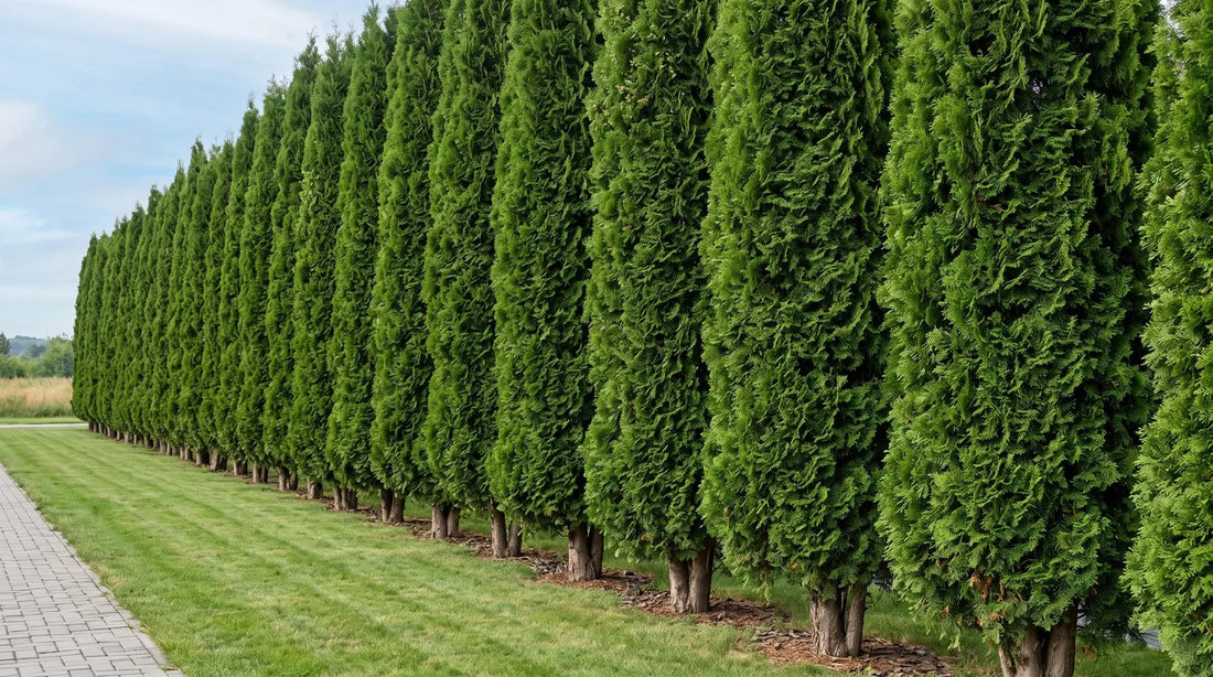 A row of tall, slender Green Giant arborvitae trees forming a privacy screen along a grassy path