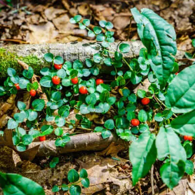 Vibrant red berries of Mitchella repens on mossy forest floor