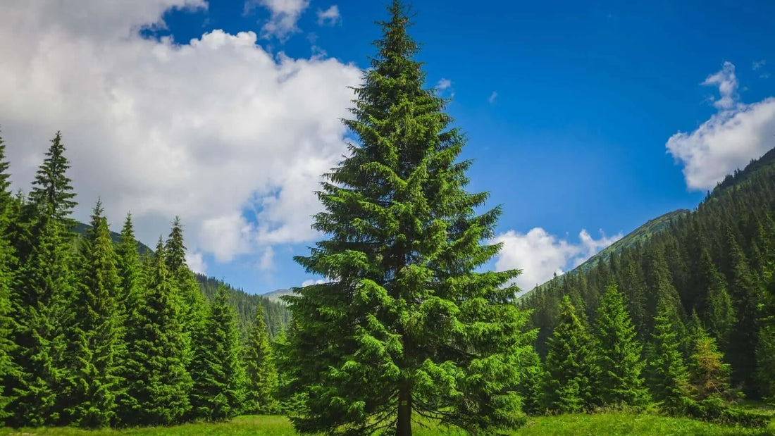 Tall vibrant green spruce pine in sunlit meadow under blue sky