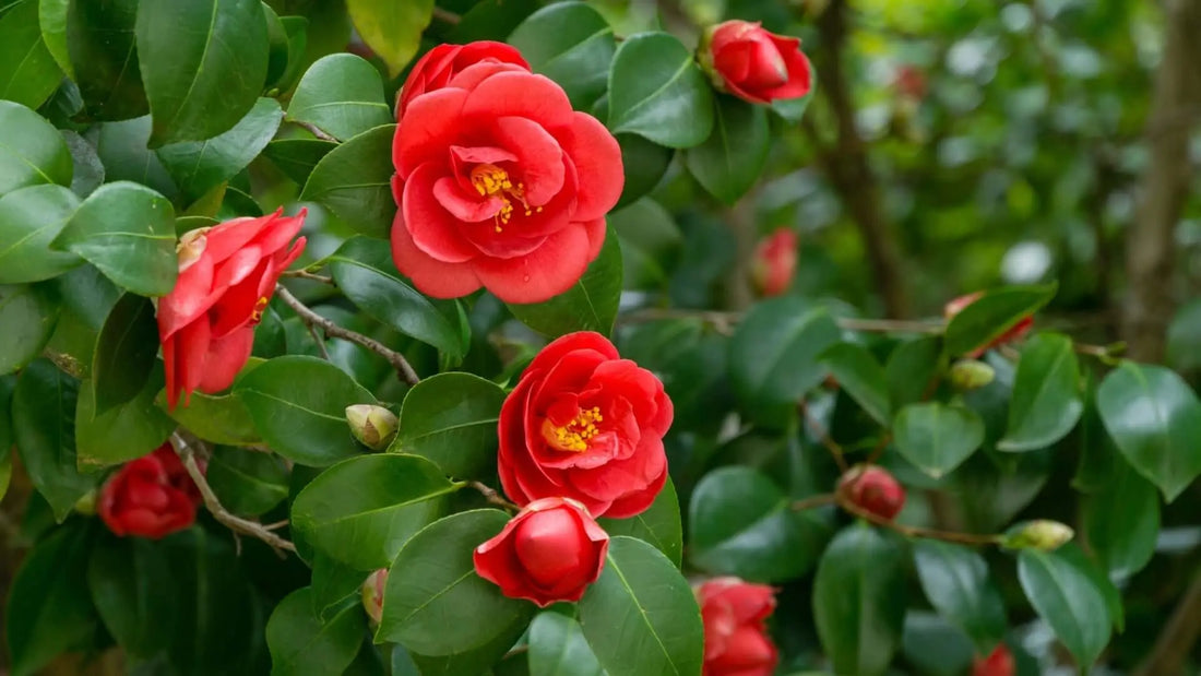 Vibrant native red camellia flowers with golden stamens in lush green foliage