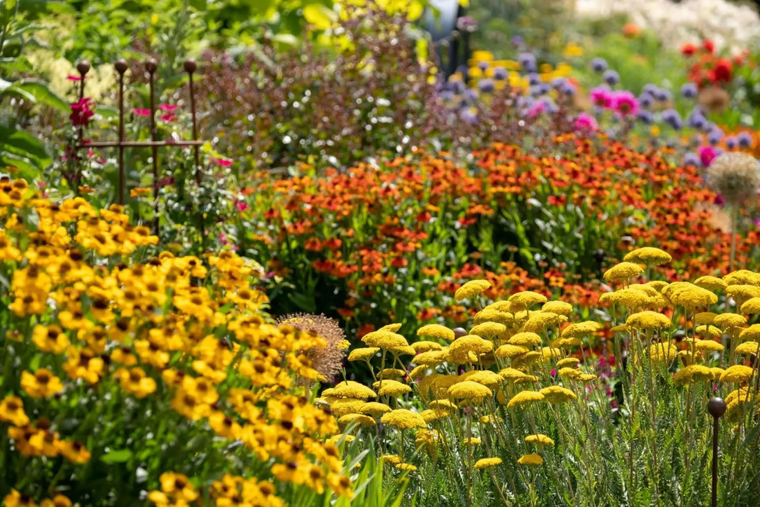 Vibrant perennial garden with yellow, orange, and purple flowers in full bloom