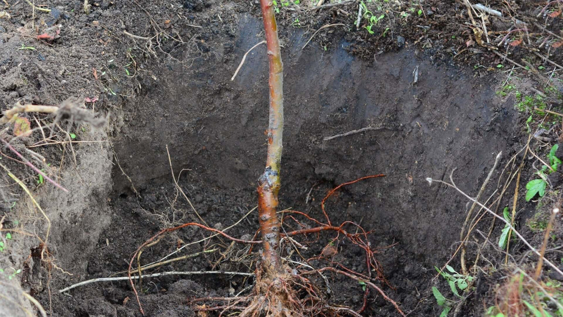 Young bare root tree with reddish-brown bark planted in autumn soil