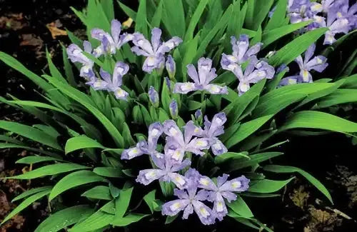Delicate lavender-purple iris perennials with white centers and green leaves