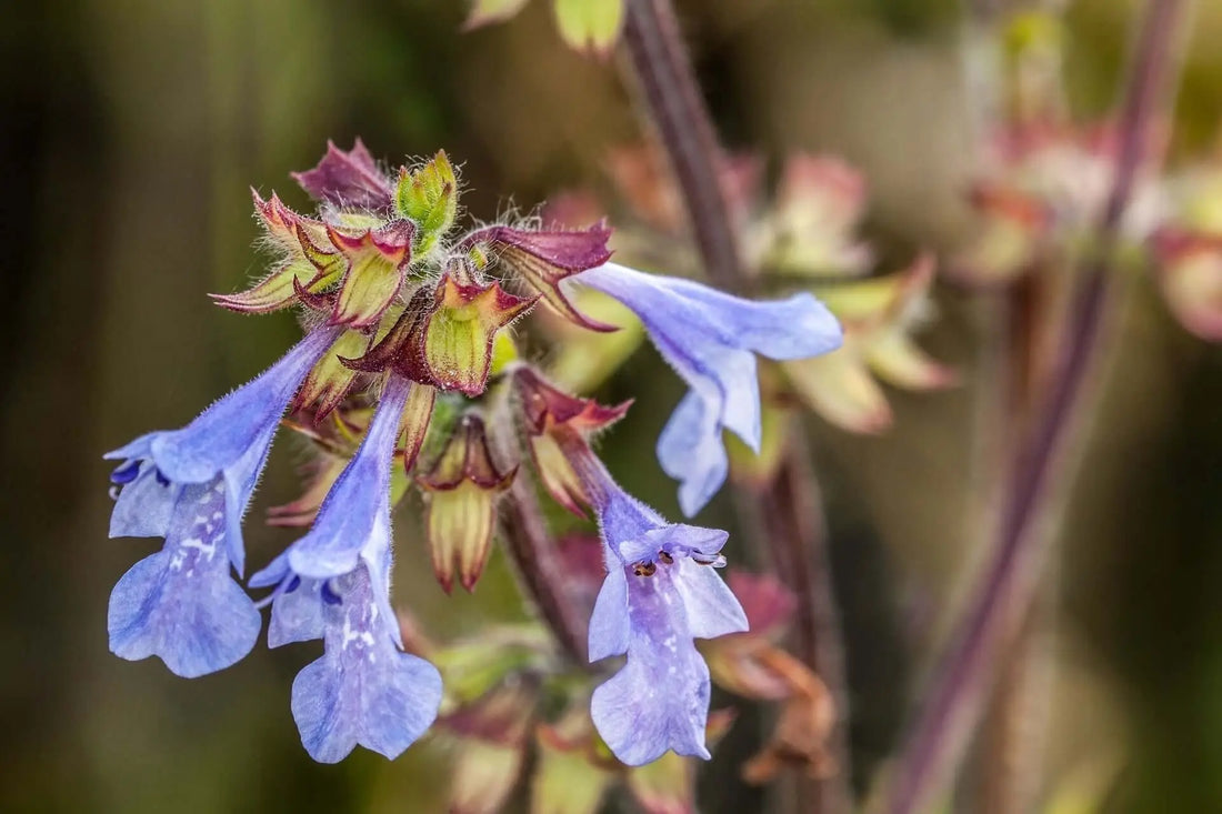 Lyreleaf sedge flowers: light blue petals with white speckles, purple-brown edges