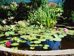 Aquatic Plants for Ponds: A Complete Guide to Water Garden Plants