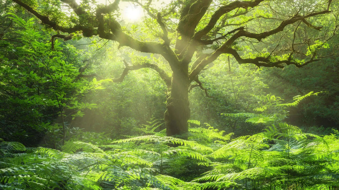 Majestic ancient tree over sun-loving ferns in dappled forest light