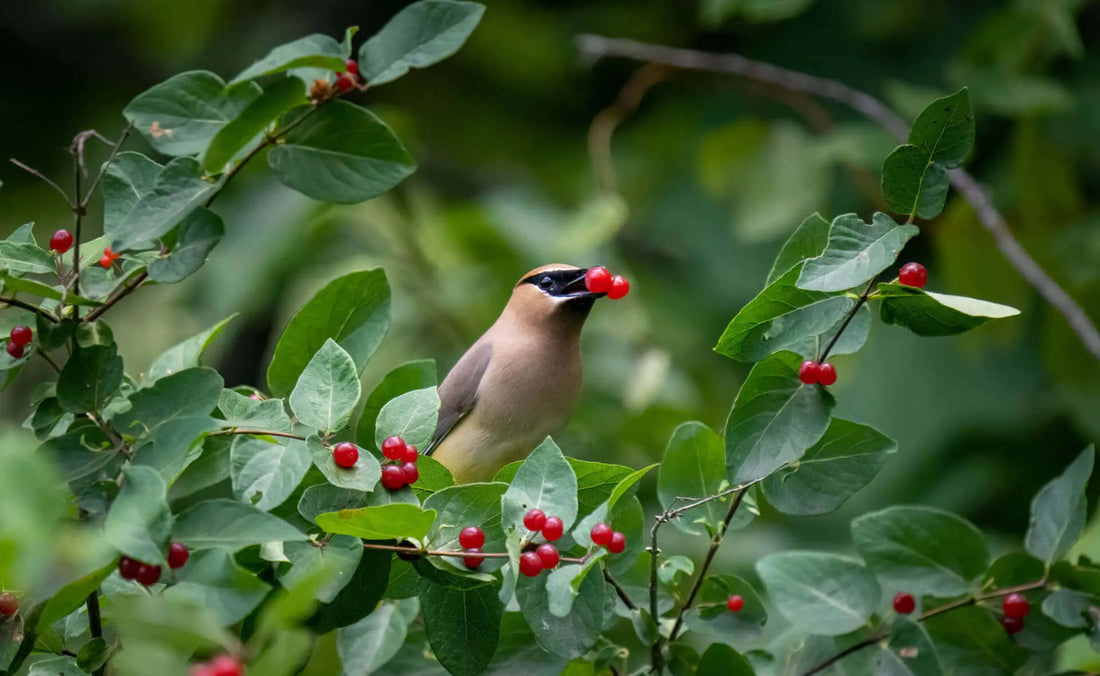 Small light brown bird with black eye mask on plant with green leaves and red berries