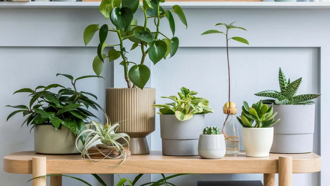 Best indoor autumn plants: potted leafy, succulents, air plants