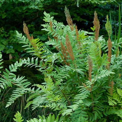 Exploring The Types Of Native Ferns: A Popular Overview