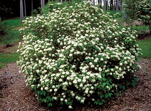 Arrowwood Viburnum