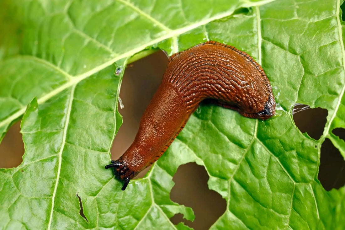 Glossy brown slug with textured body on green leaf in garden pest control