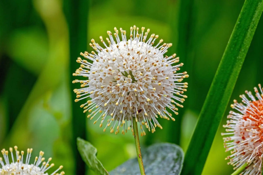 Spherical white buttonbush flower with spiky stamens in standing water