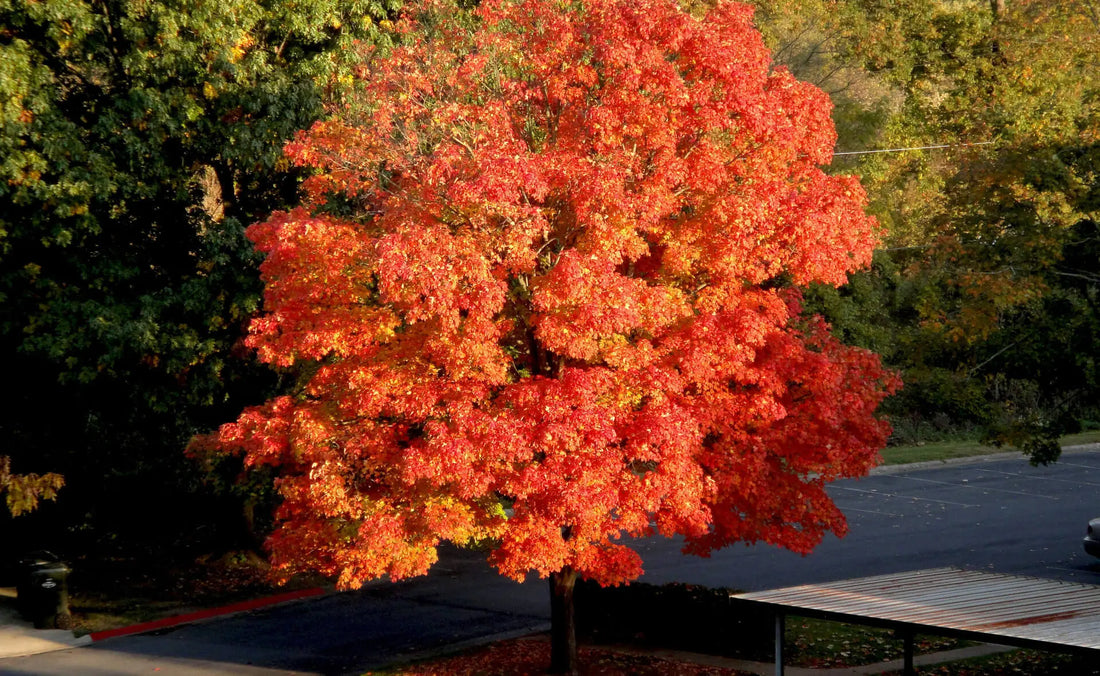 Vibrant red sugar maple tree with fiery foliage amid green and yellow trees