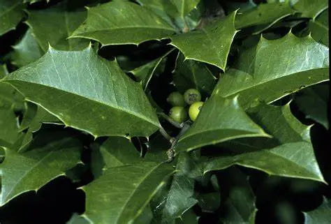 American holly deep green spiky leaves with bright green berries
