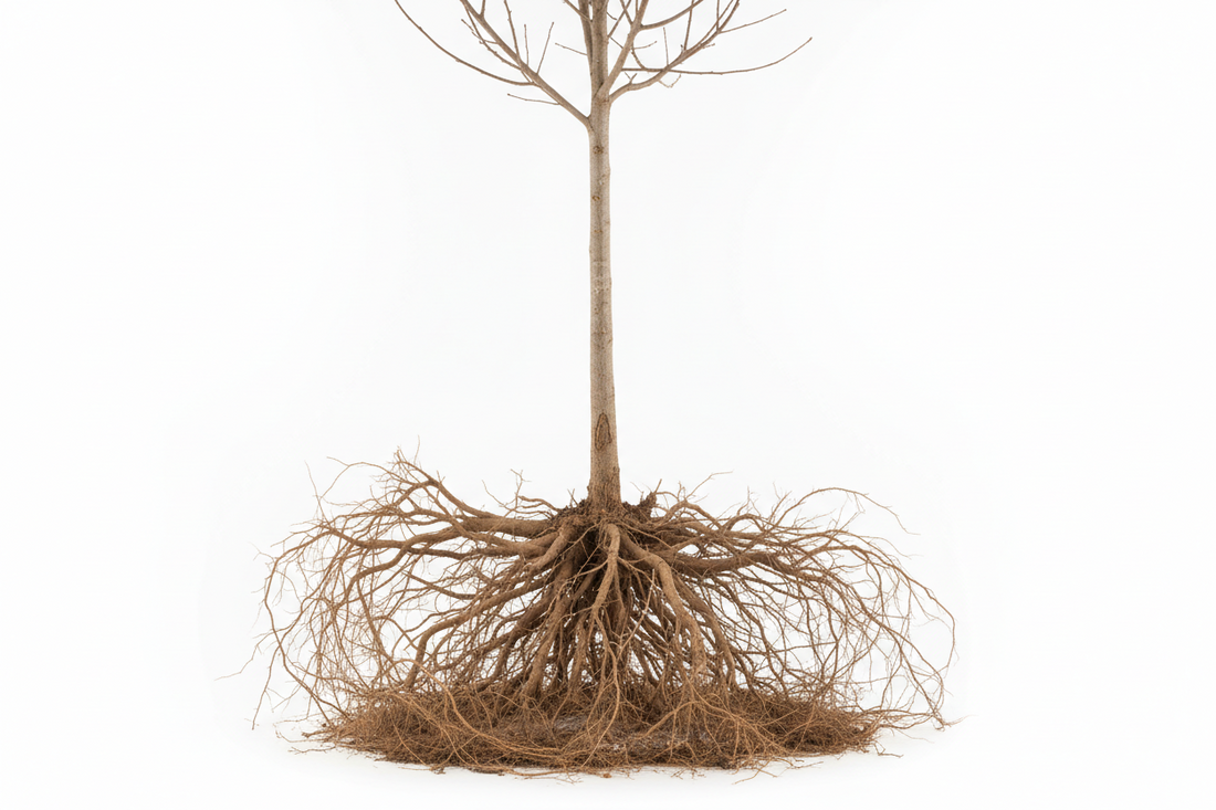 Bare Root Trees