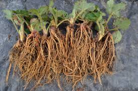 Bare-root strawberry plants with brown roots and green leaves