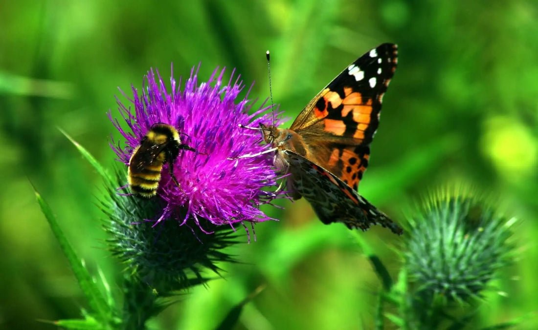 Vibrant purple thistle with bumblebee and butterfly, key pollinator plant