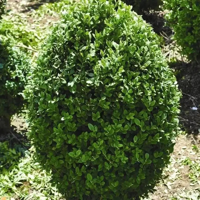 Lush spherical Green Mountain Boxwood topiary bush with dense foliage