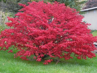 A Biblical Plant - The Benefits Of Planting Burning Bush