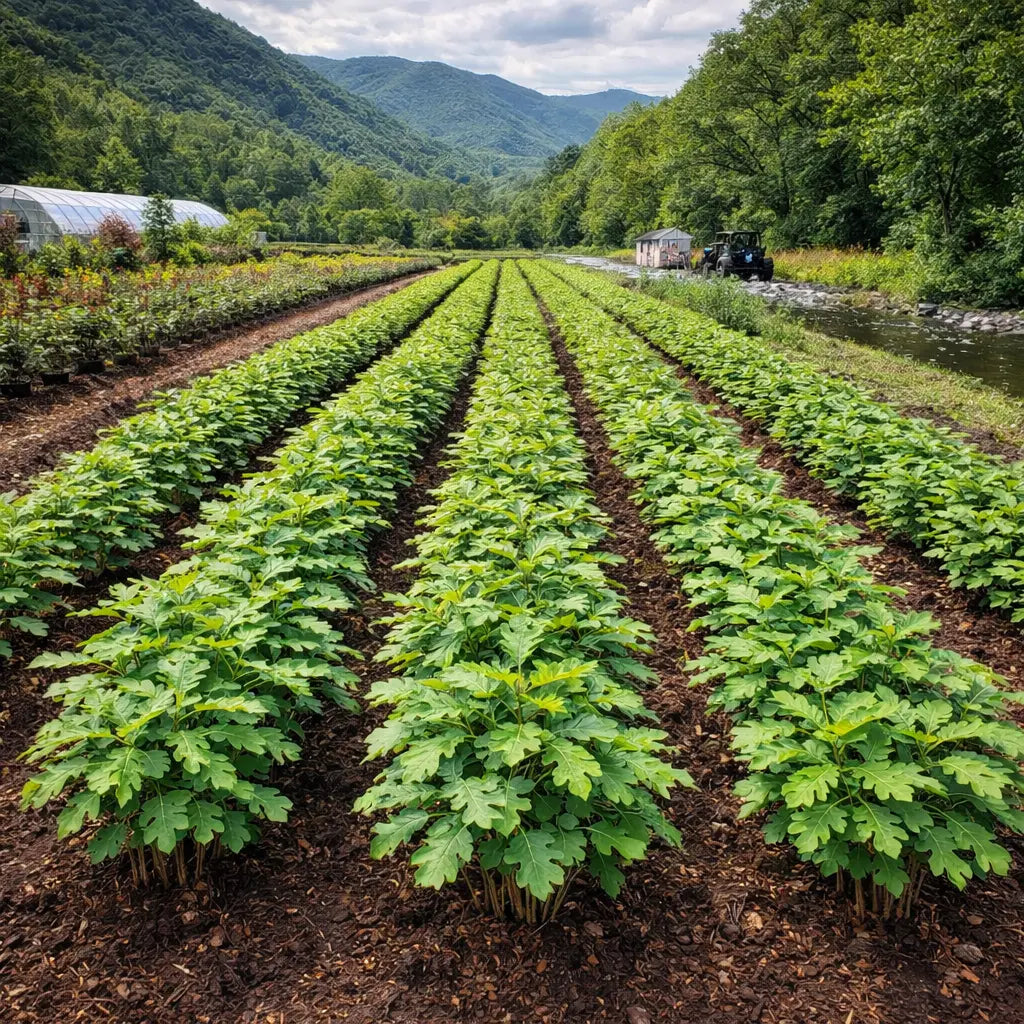 TN Nursery vibrant green leafy plants in neat field rows