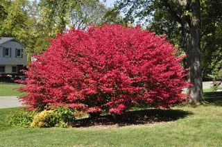 Burning Bush Makes a Fall Favorite Foliage Hedge