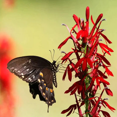 What Are Perennials, and What Benefits Do They Offer?