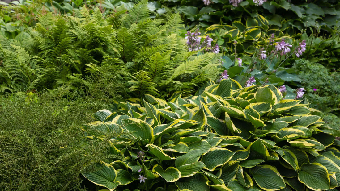 Lush green hosta with variegated yellow-edged leaves and purple flowers in mesmerizing garden
