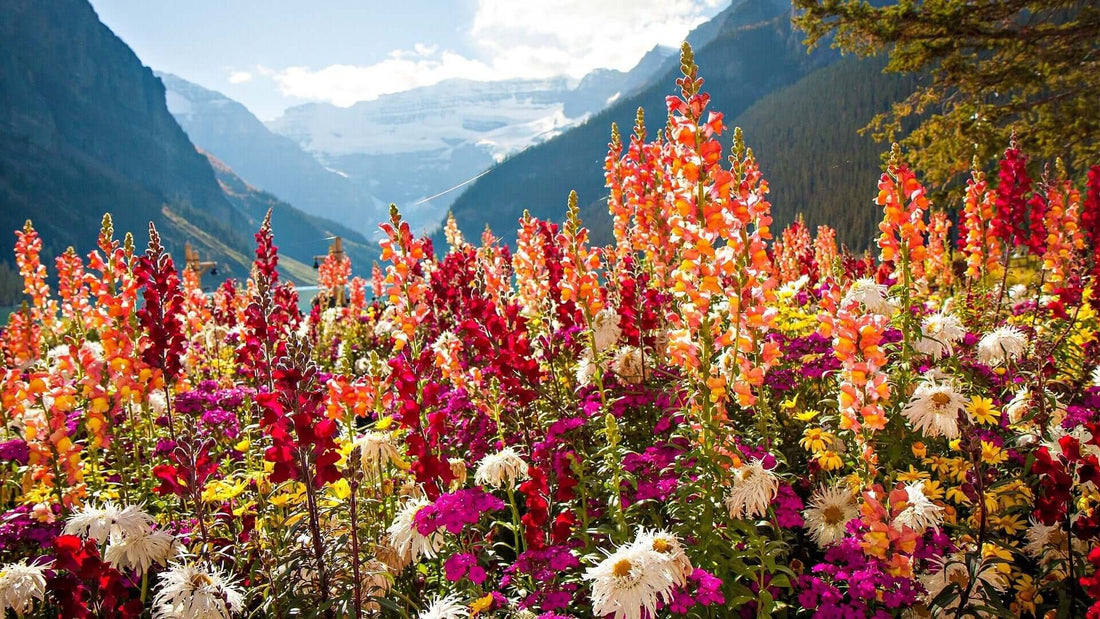 Vibrant red wildflowers: snapdragons, pink spikes and purple blossoms