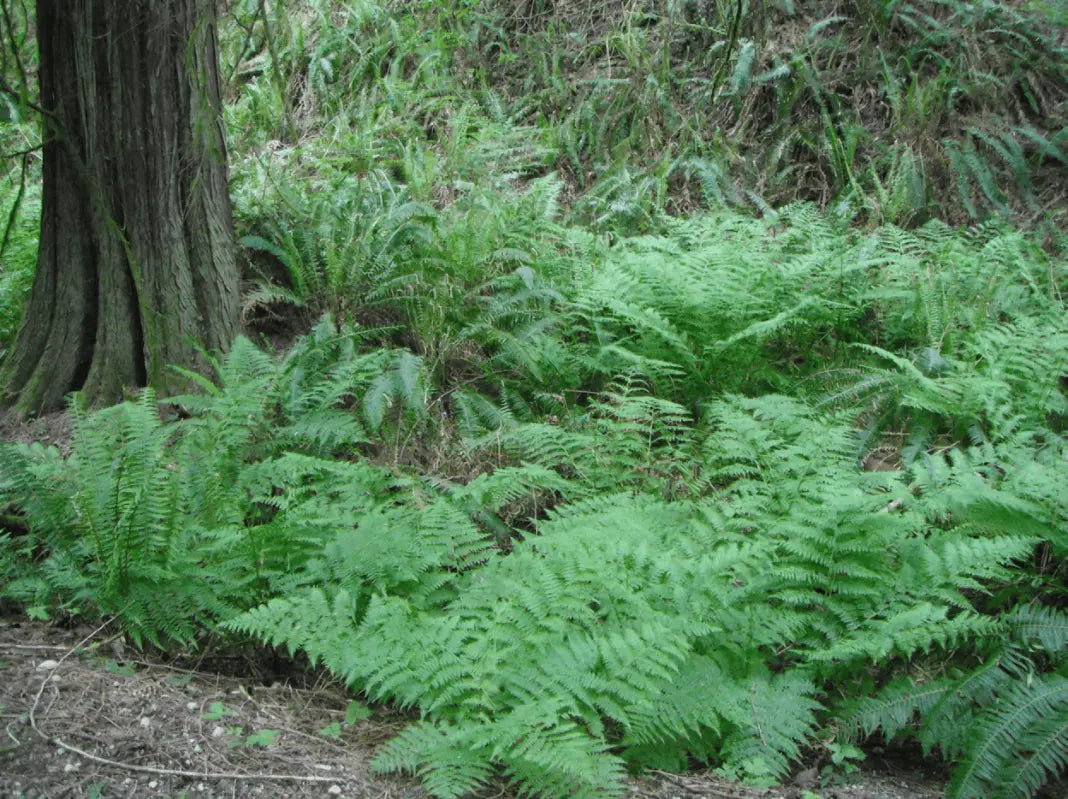 Lady fern with lush green feathery fronds as forest ground cover