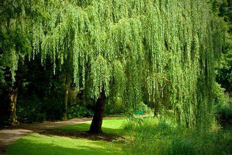 Lush green weeping willow hardwood tree with cascading branches