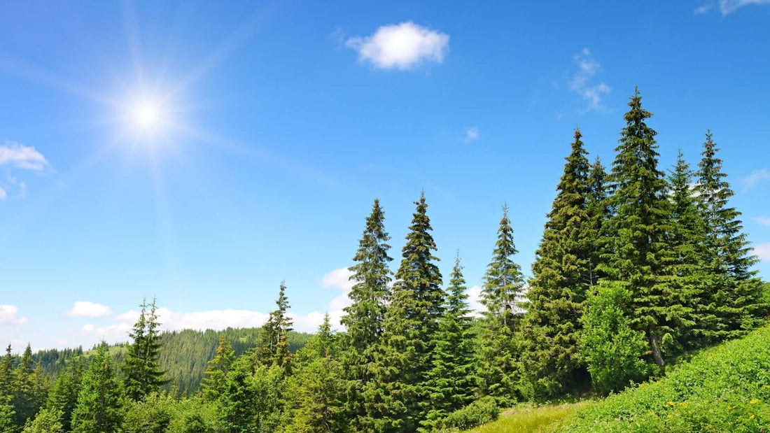 Dense cluster of tall native coniferous trees against blue sky