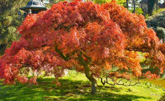 Vibrant red Japanese maple tree with serrated leaves in sunlit garden landscaping