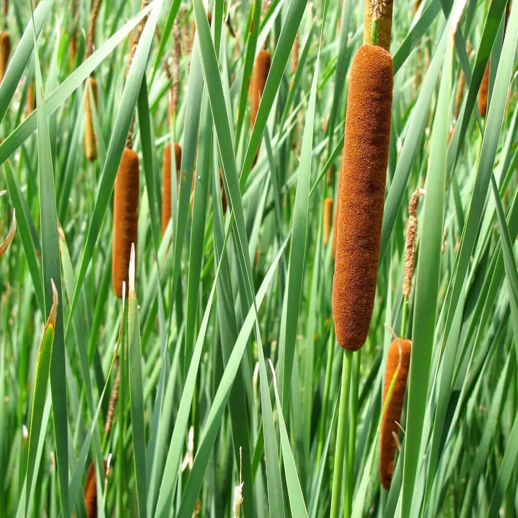 Brown fuzzy cattails with long green stems, hardy Tennessee native plant