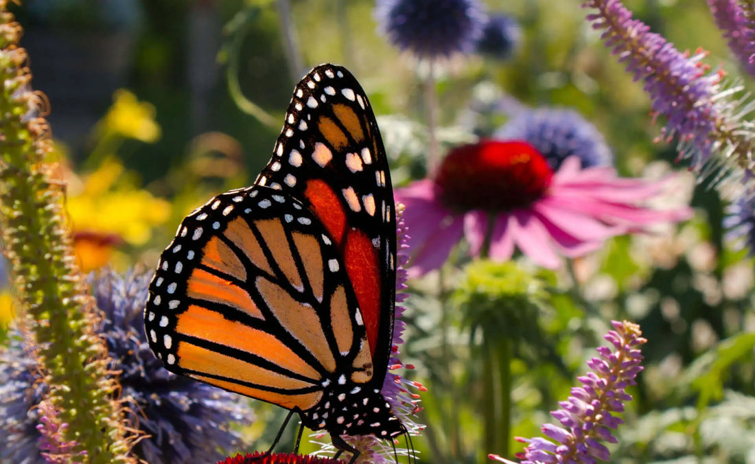 Monarch butterfly on flower in vibrant pollinator garden