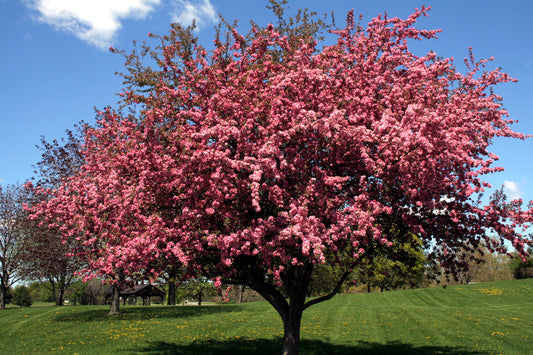 Vibrant Flowering Trees