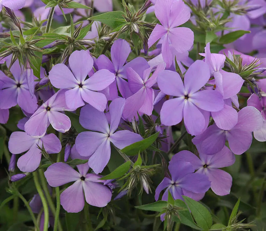 Delicate lavender phlox perennial flowers with five soft petals amid green foliage