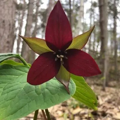 Red trillium burgundy blossom with green-tipped petals in forest foliage