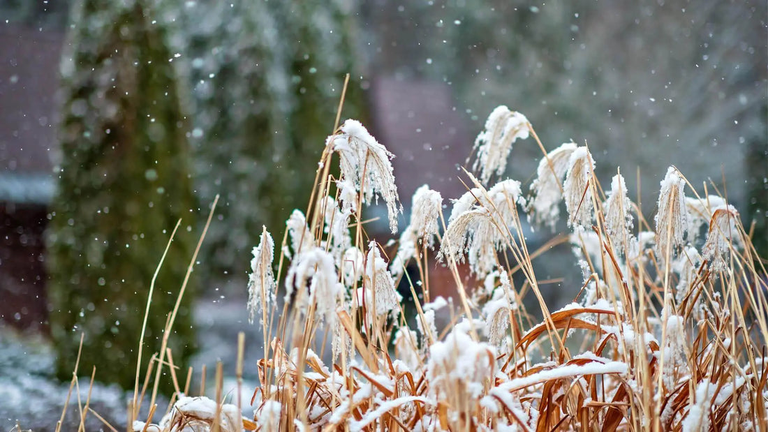 Frost-covered golden-brown reeds in gentle snowfall for winter garden prep