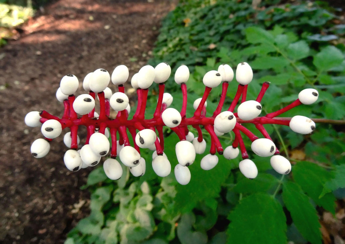 Doll’s eye plant: vibrant red stem with glossy white berries and black dots
