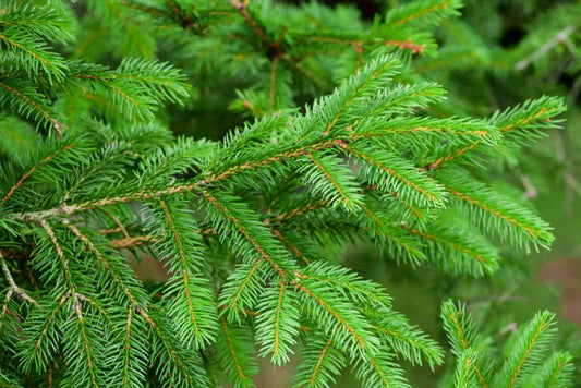 Evergreen Conifers