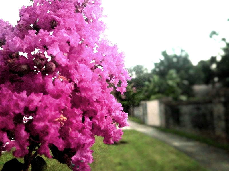 Types of Crepe Myrtles